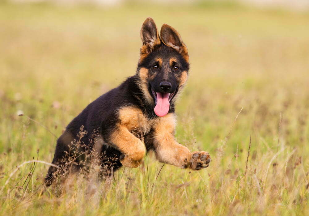 When do german shepherds puppies calm down