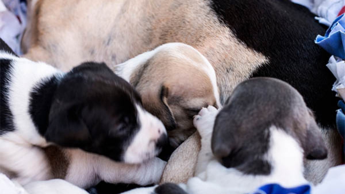 Can Baby Puppies Drink Water