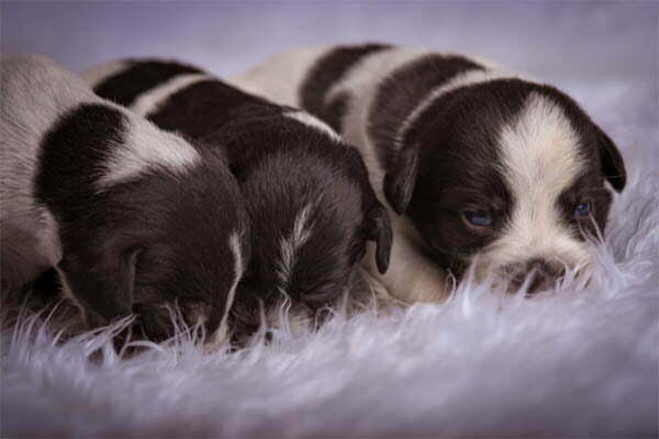 When do puppies start drinking water eating food