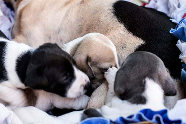 how much water do puppies drink