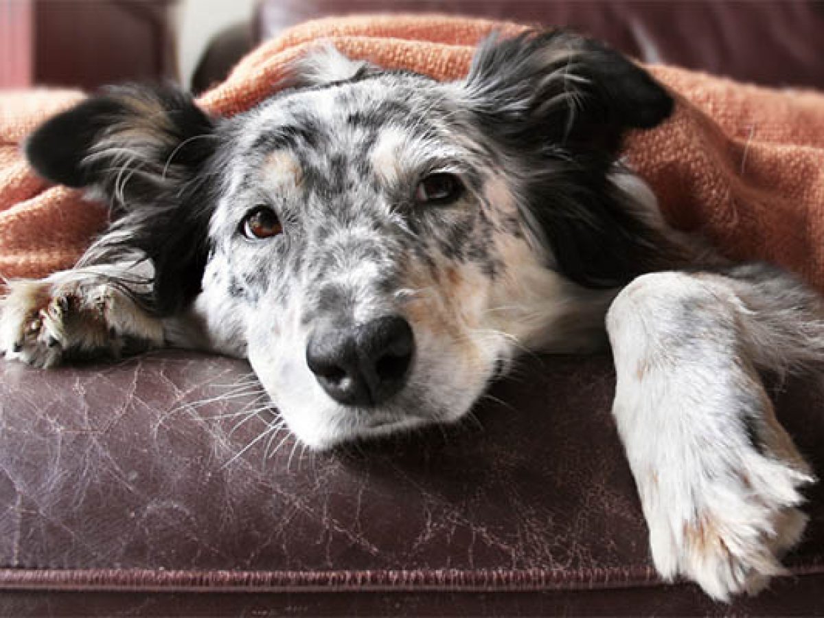 When Should You Put Down A Dog With Lymphoma? - Petdt