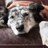 When Should You Put Down a Dog With Lymphoma?