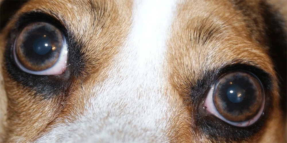 When should you put down a dog with glaucoma