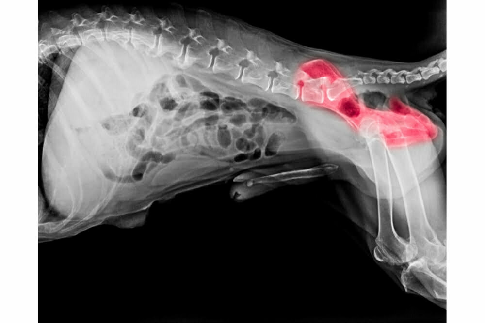 can a puppy outgrow hip dysplasia