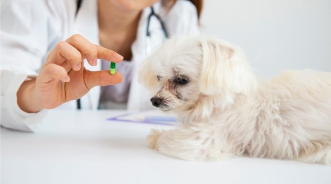 When to put down a dog with diabetes