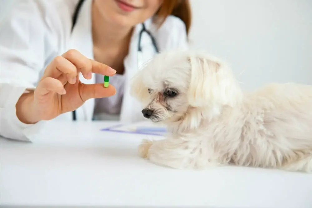 When to put down a dog with diabetes