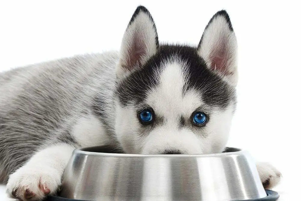 When do puppies eyes change from blue to their permanent color
