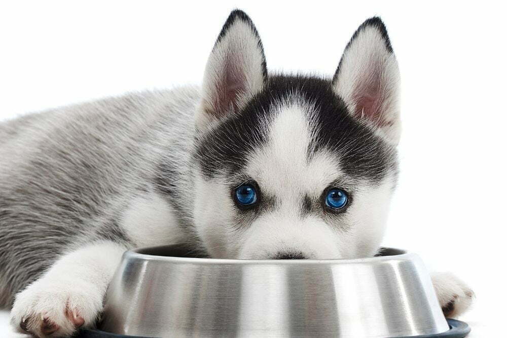 when can a puppy go down to two meals a day