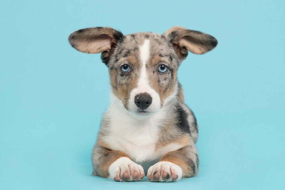 When do puppies eyes change from blue to their permanent color1
