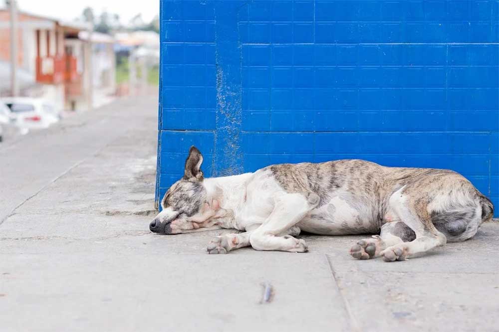 Dog with degenerative myelopathy