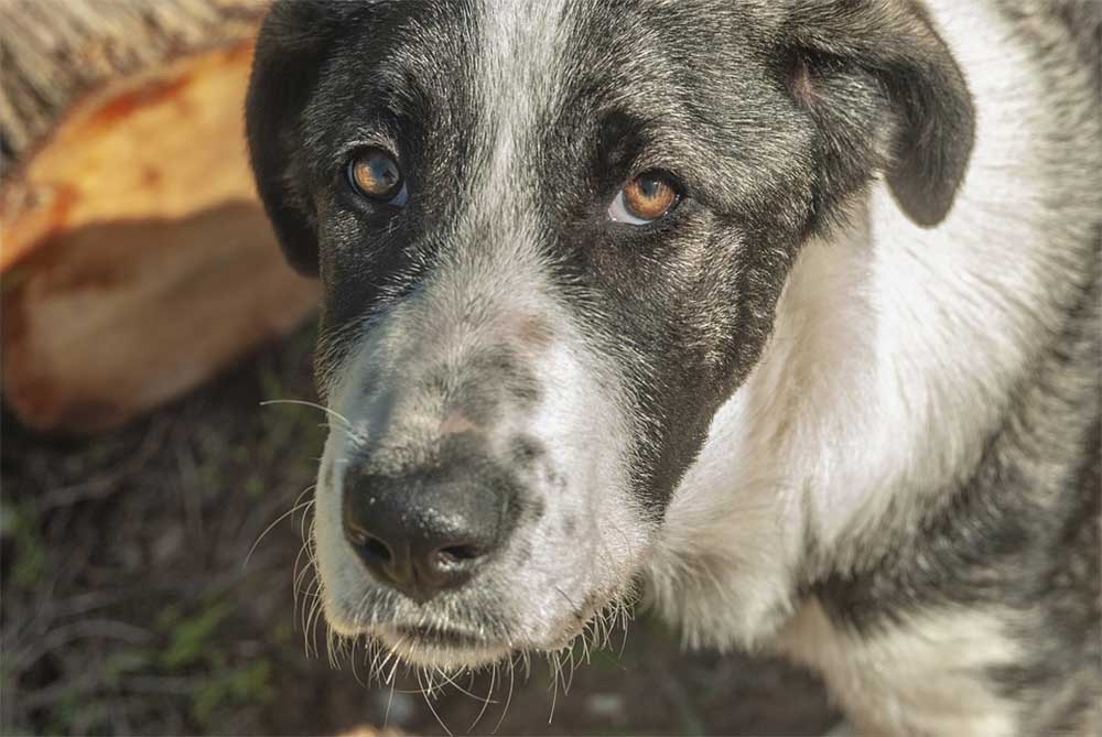 Dog with degenerative myelopathy