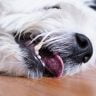 When is the right time to put down a dog with epilepsy