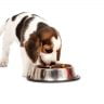 When to switch a puppy to 2 meals a day from 3