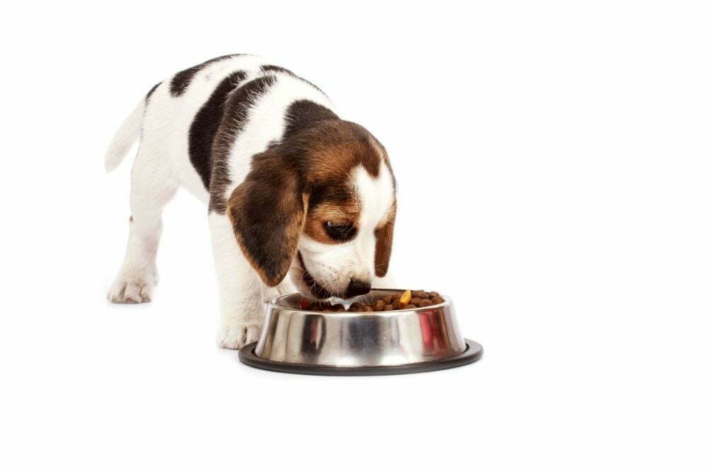 when can a puppy go down to two meals a day