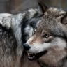 Which dog breed can kill a wolf