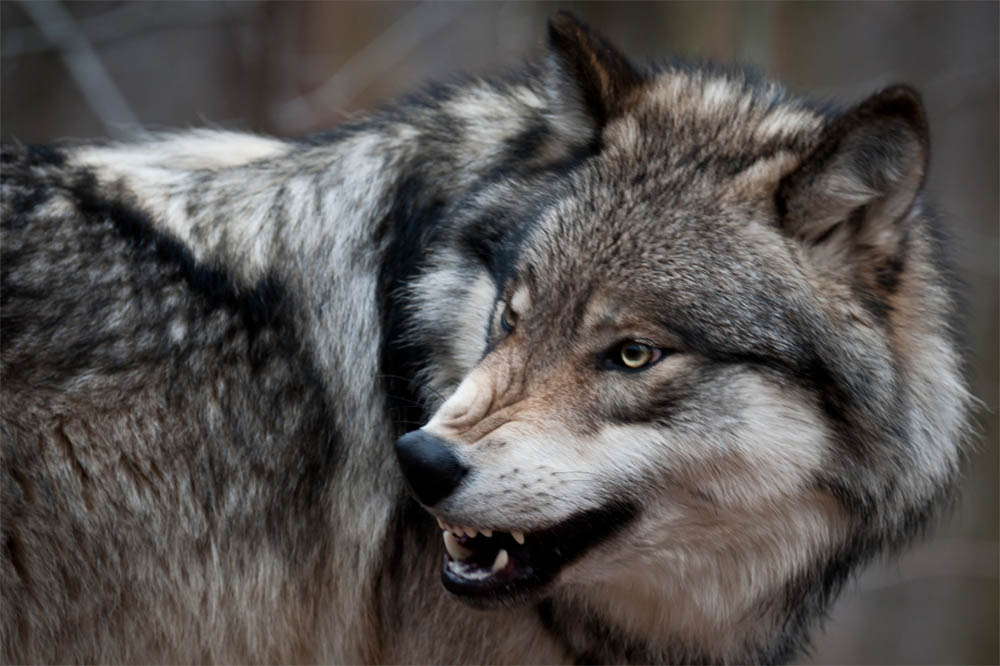 Which dog breed can kill a wolf