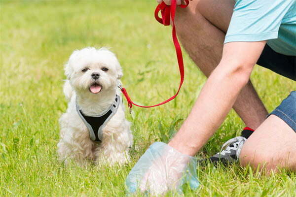 White specks in dog poop why