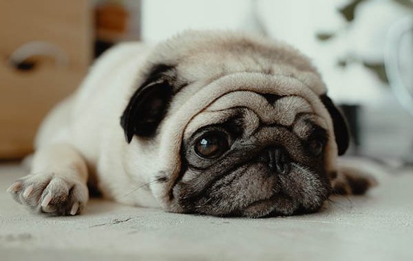 Why are pugs so expensive
