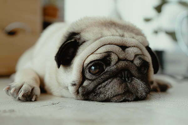 Why are pugs so expensive