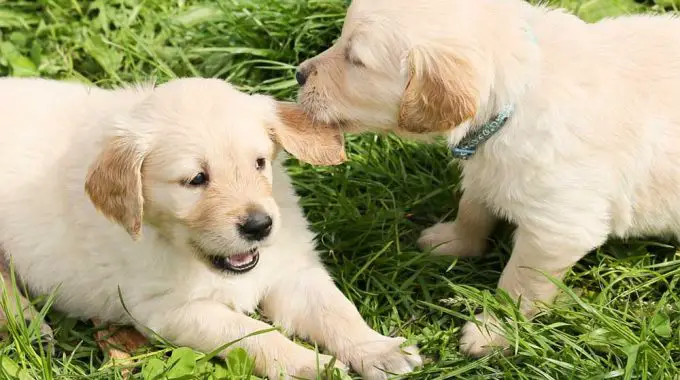 Why do dogs bite each others ears when playing