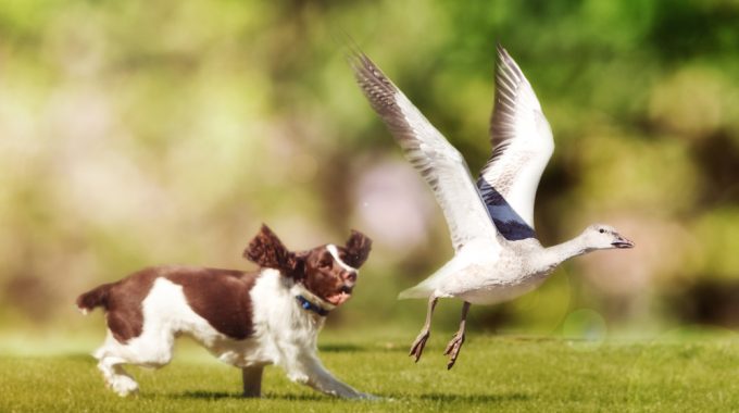 Why do dogs eat goose poop