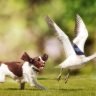 Why do dogs eat goose poop