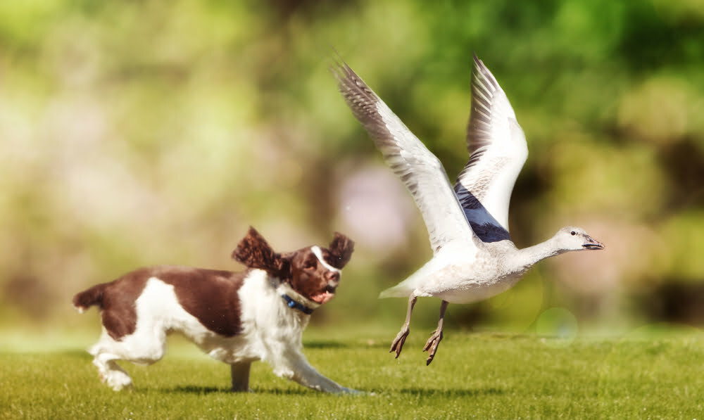 will bird poop hurt my dog