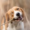 Why do dogs eat sticks and is it safe