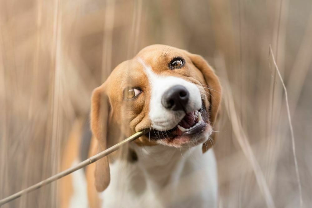 Why do dogs eat sticks and is it safe