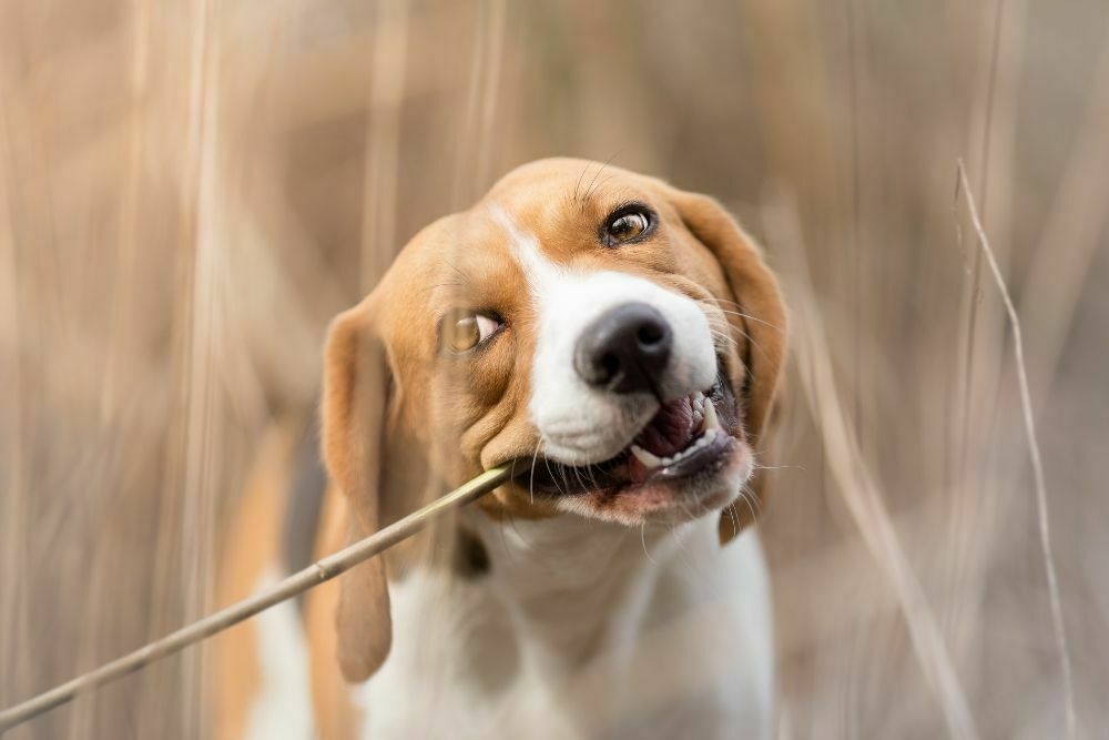 Why Do Dogs Eat Sticks and Is It Safe?