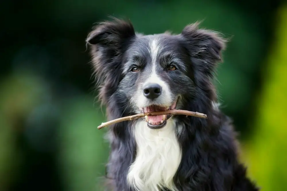 Why do dogs eat sticks and is it safe2