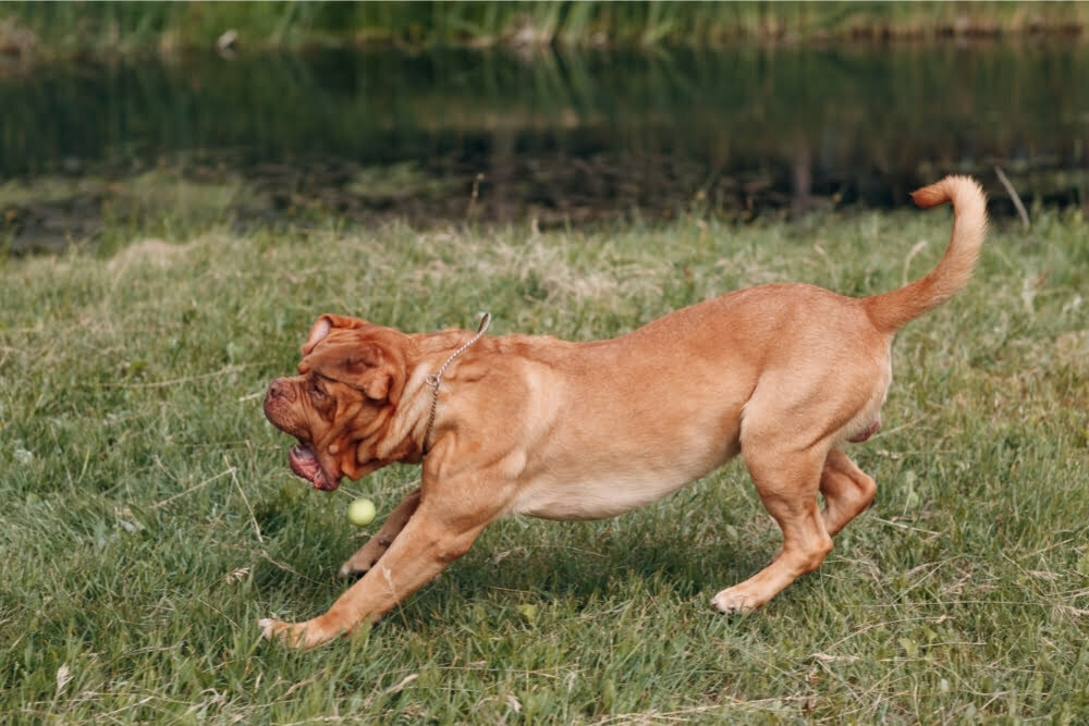 Why Do My Dog’s Farts Smell Like Rotten Eggs or Sulfur?