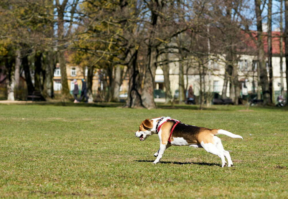 What Happens If A Dog Eats Deer Poop