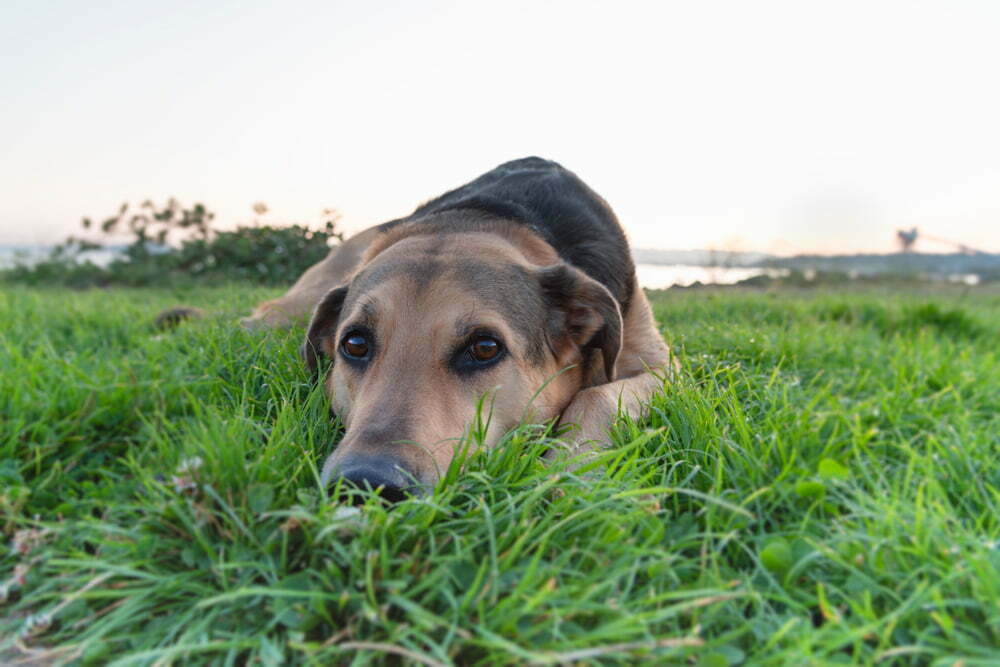 how can i stop my dog from eating deer poop