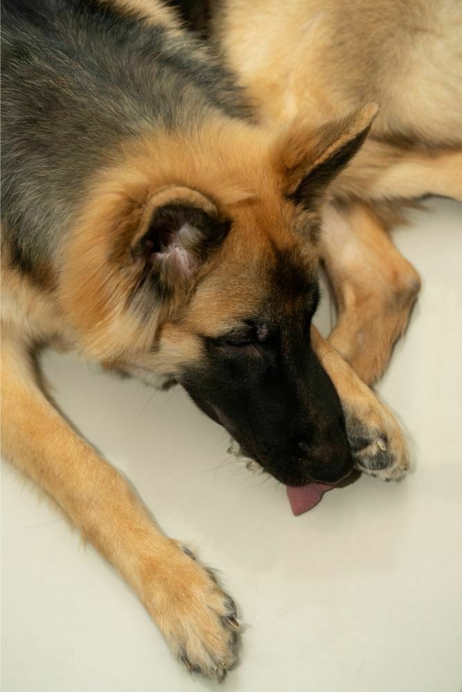 Why Do Dogs Lick The Floor Obsessively