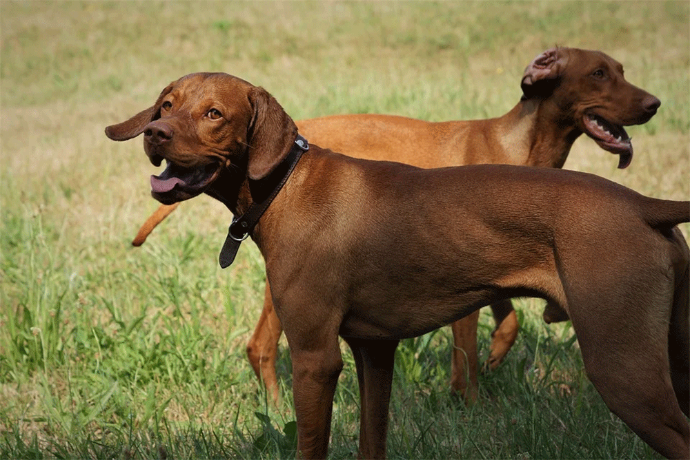 Why Does My Dogs Breath Smell Like Metal