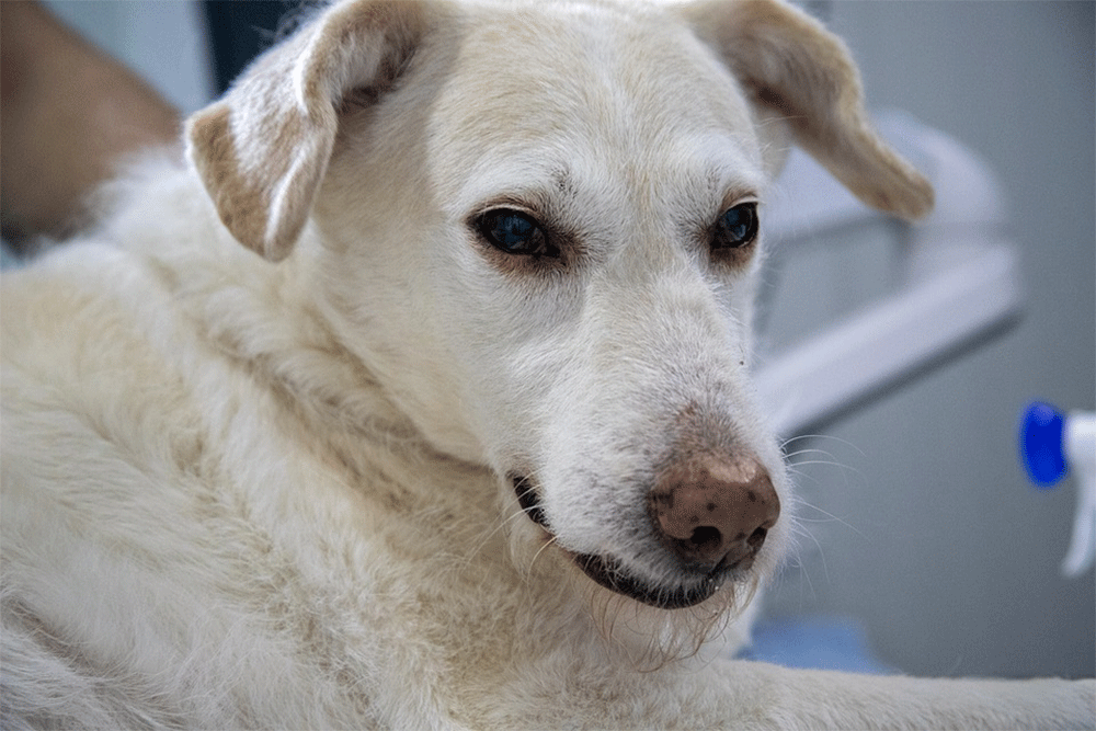 Dog’s Breath Smelling Like Ammonia