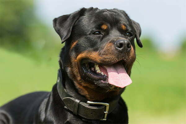 why do rottweilers growl