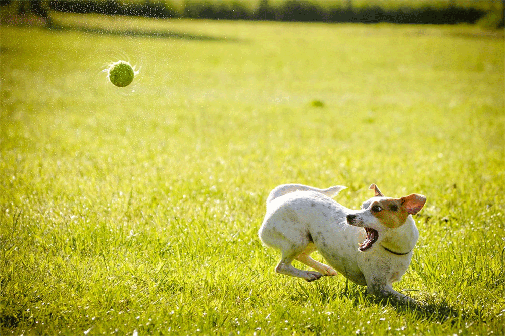 Why dog dogs love tennis balls so much
