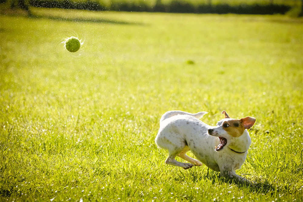 why do dogs love balls so much