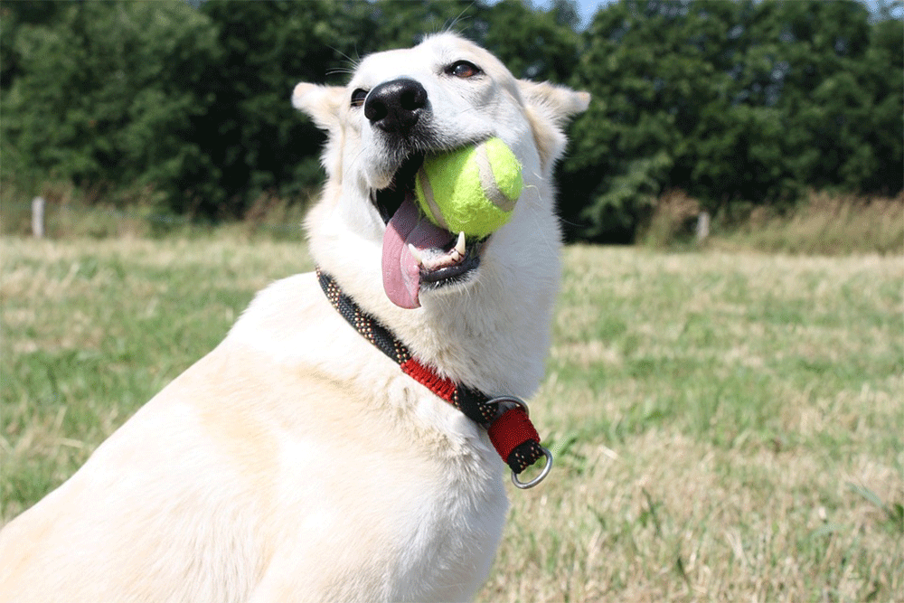 Why Dog Dogs Love Tennis Balls So Much.gif1