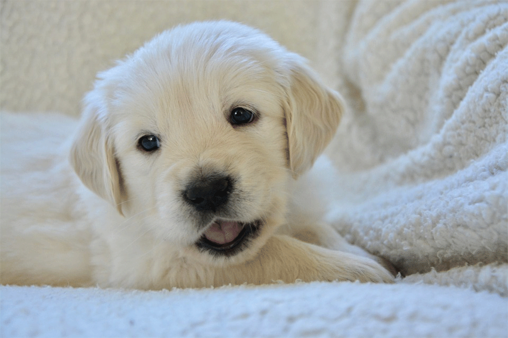 Why do Puppies Get Hiccups so Much