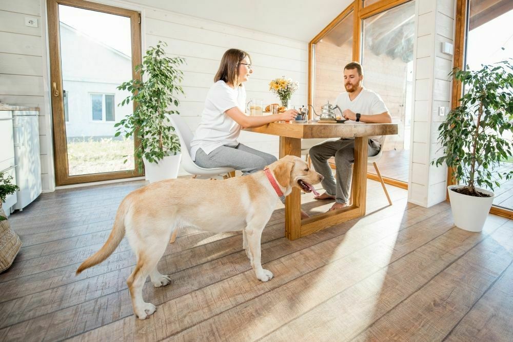 why do dogs follow you around the house