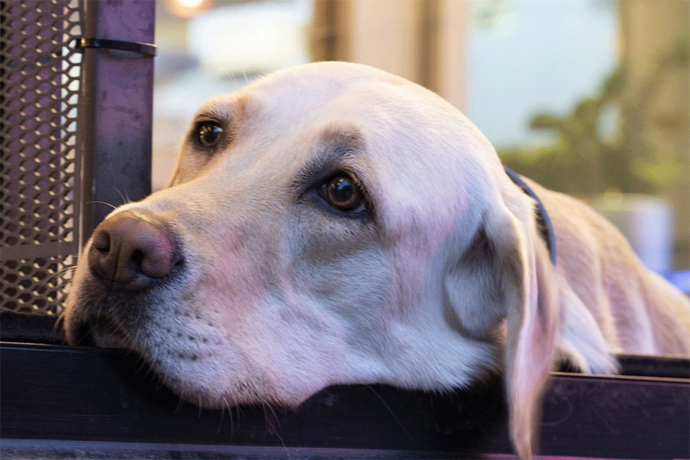 Why Does My Dog Stare At Me? Answered! PetDT