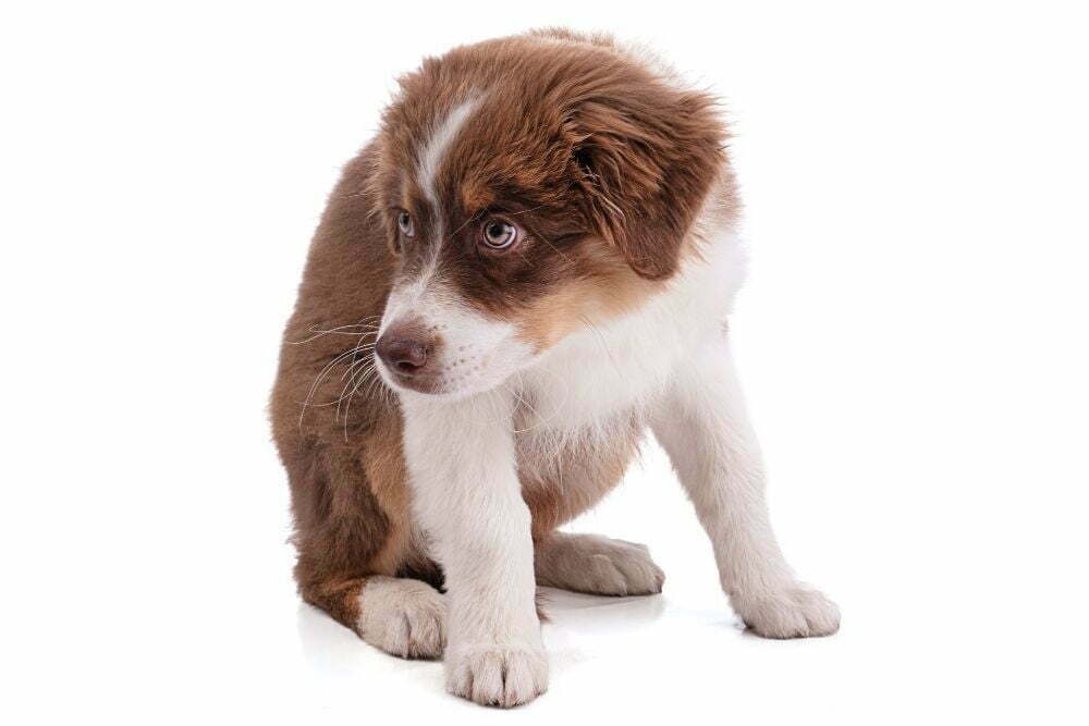 Why Is My Puppy Peeing On Me