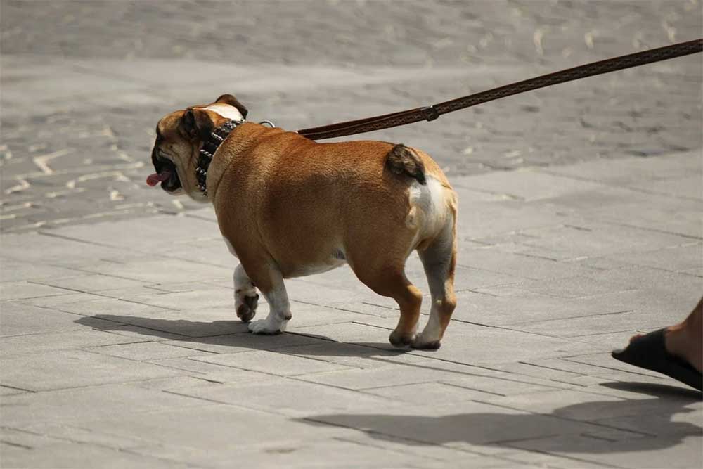 why do dogs walk sideways