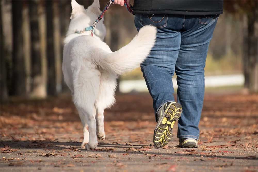 why do dogs run sideways