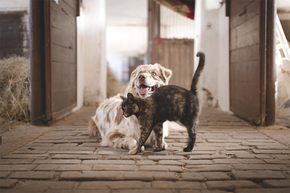 Why is my cat attacking my dog suddenly