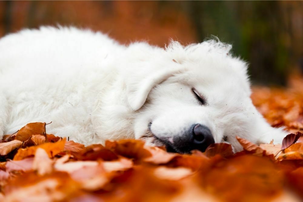 Download Why is My Puppy Sleeping so Much and More than Usual? - PetDT