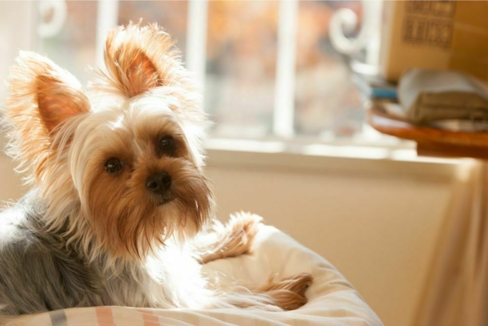 Yorkshire terrier